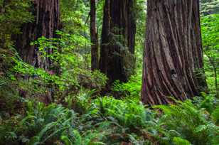Light in the redwoods-3118 Light in the redwoods-3118